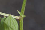 Louisiana vetch